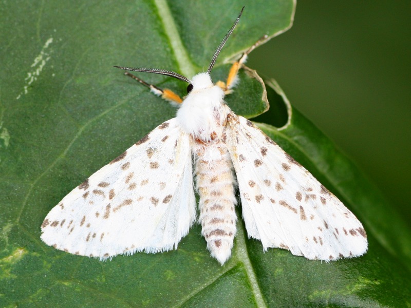 Spilosoma lubricipedum o urticae?...  Hyphantria cunea !